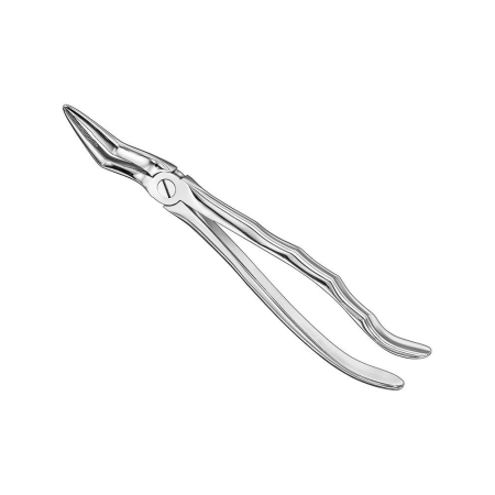 Extracting forceps, anat.